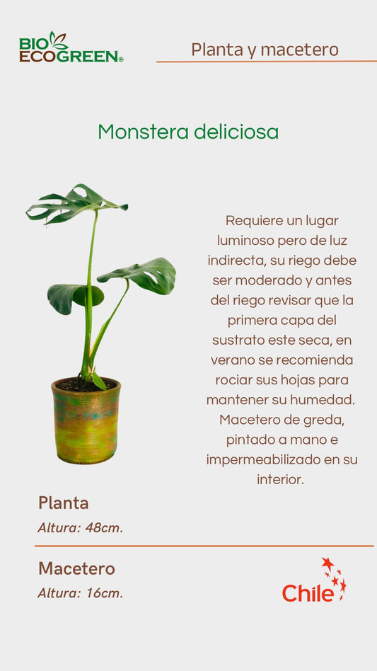 Mostera Deliciosa + Macetero Grada (Diseño 2)