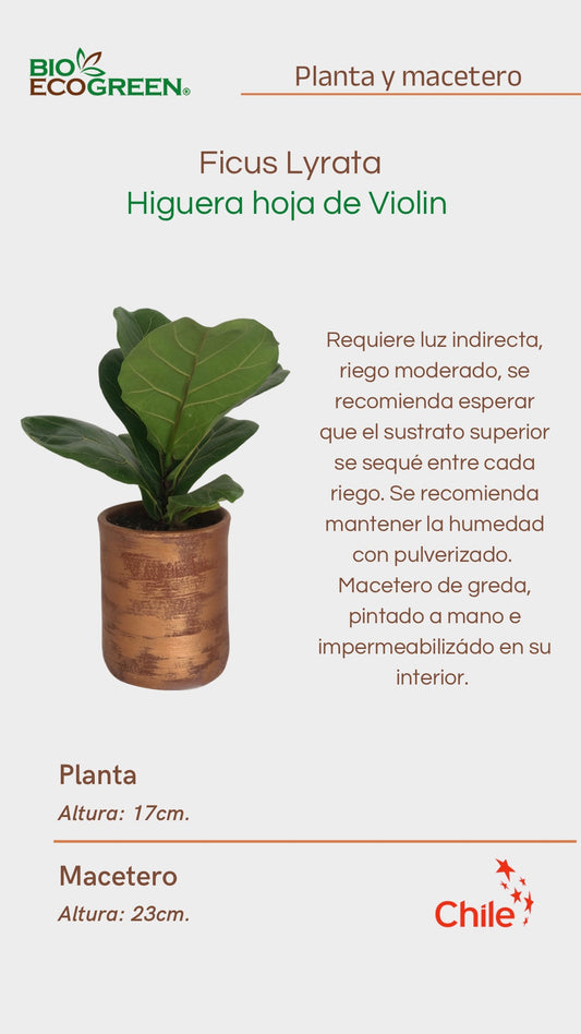 Ficus Lyrata + Macetero (Diseño)