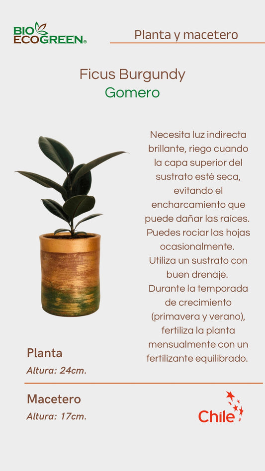 Gomero + Macetero (Diseño 2) (Copia)