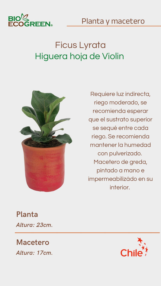Ficus Lyrata + Macetero (Diseño 2)