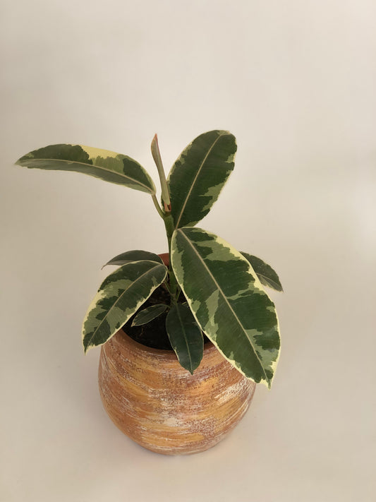 Gomero + Macetero (Diseño 3)