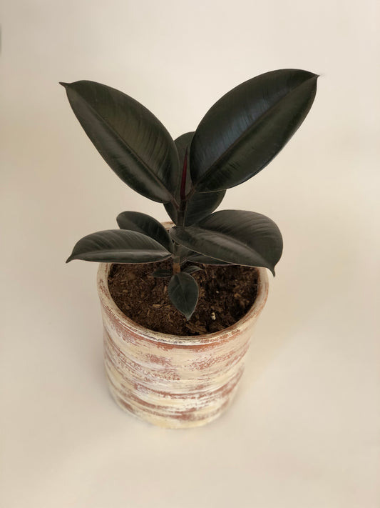 Gomero + Macetero (Diseño 1)