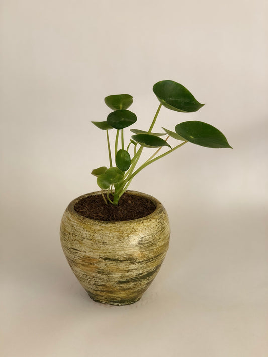 Cucharita + Macetero Grada (Diseño 2)