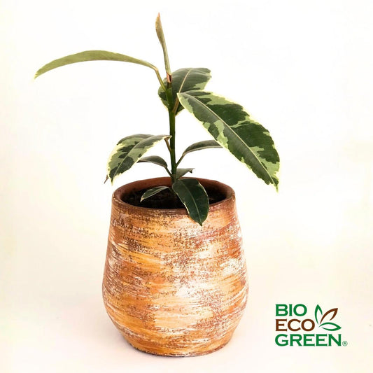 Gomero + Macetero (Diseño 3)