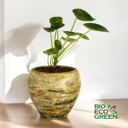 Cucharita + Macetero Grada (Diseño 2)