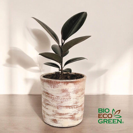 Gomero + Macetero (Diseño 1)