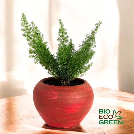 Helecho Meyeri + Macetero (Diseño 2)