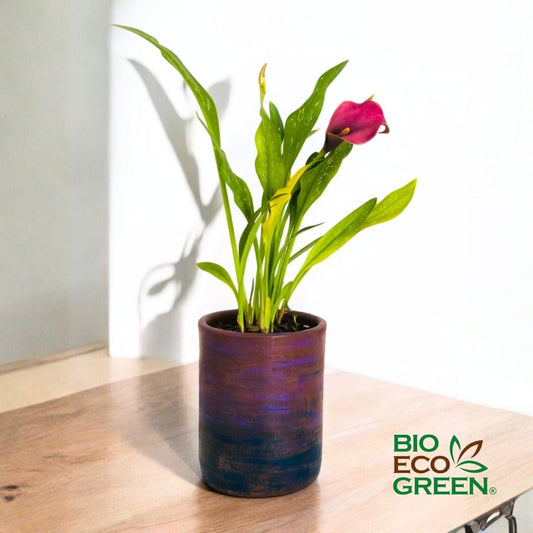 Cala Morada + Macetero Grada (Diseño 1)