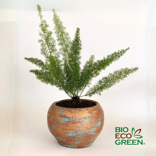 Helecho Meyeri + Macetero (Diseño 1)