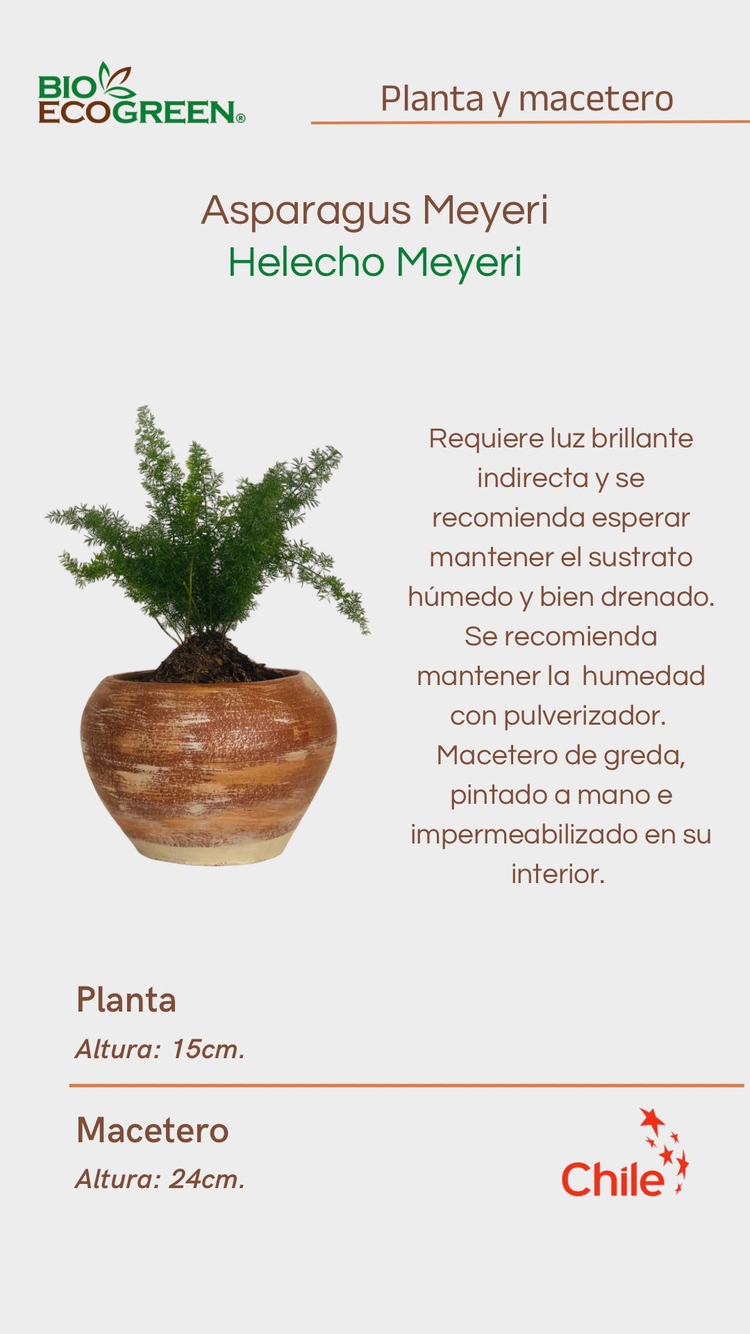 Helecho Meyeri + Macetero (Diseño 2)