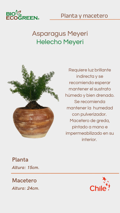 Helecho Meyeri + Macetero (Diseño 2)