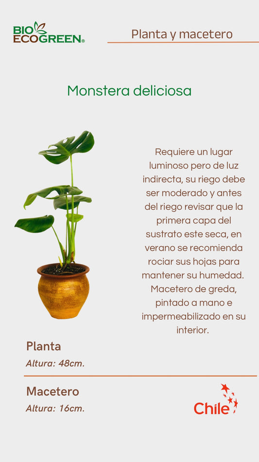 Mostera Deliciosa + Macetero Grada (Diseño 1)