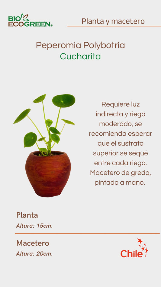 Cucharita + Macetero Grada (Diseño 3)