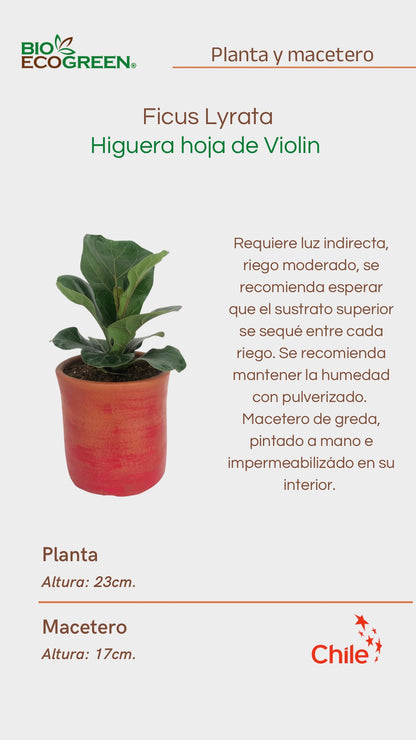 Ficus Lyrata + Macetero (Diseño 2)