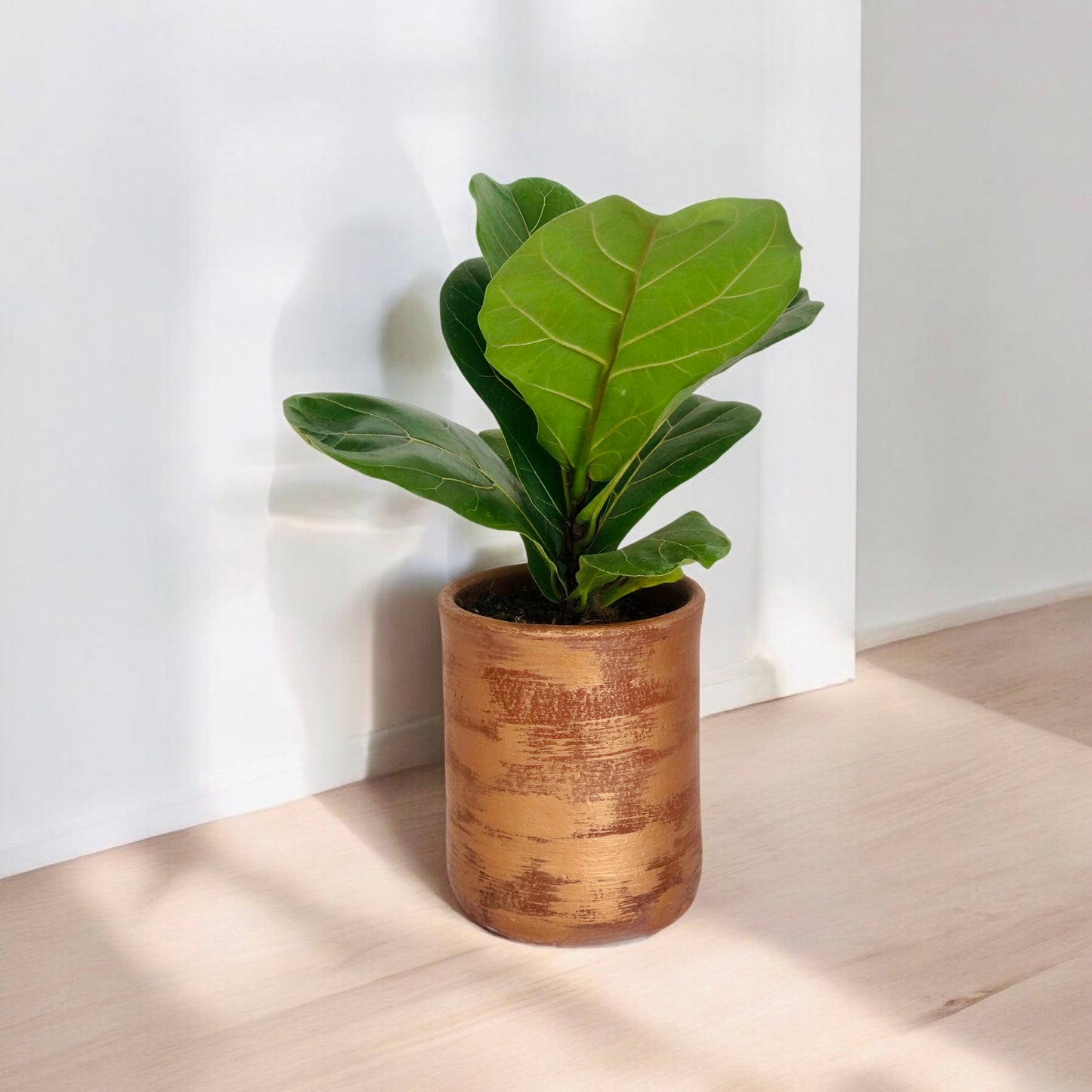 Ficus Lyrata + Macetero (Diseño)