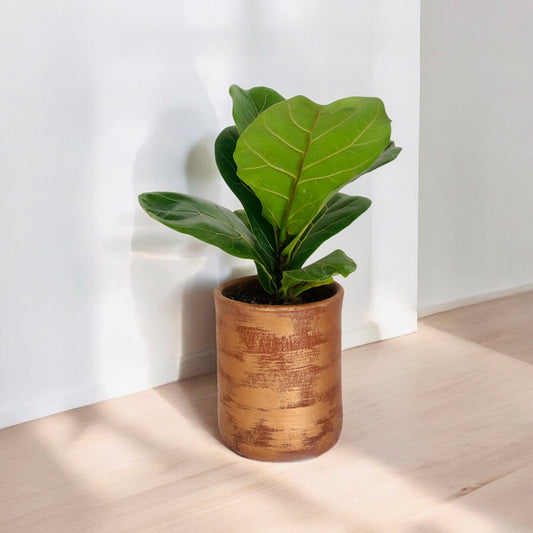 Ficus Lyrata + Macetero (Diseño)
