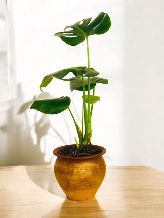Mostera Deliciosa + Macetero Grada (Diseño 1)