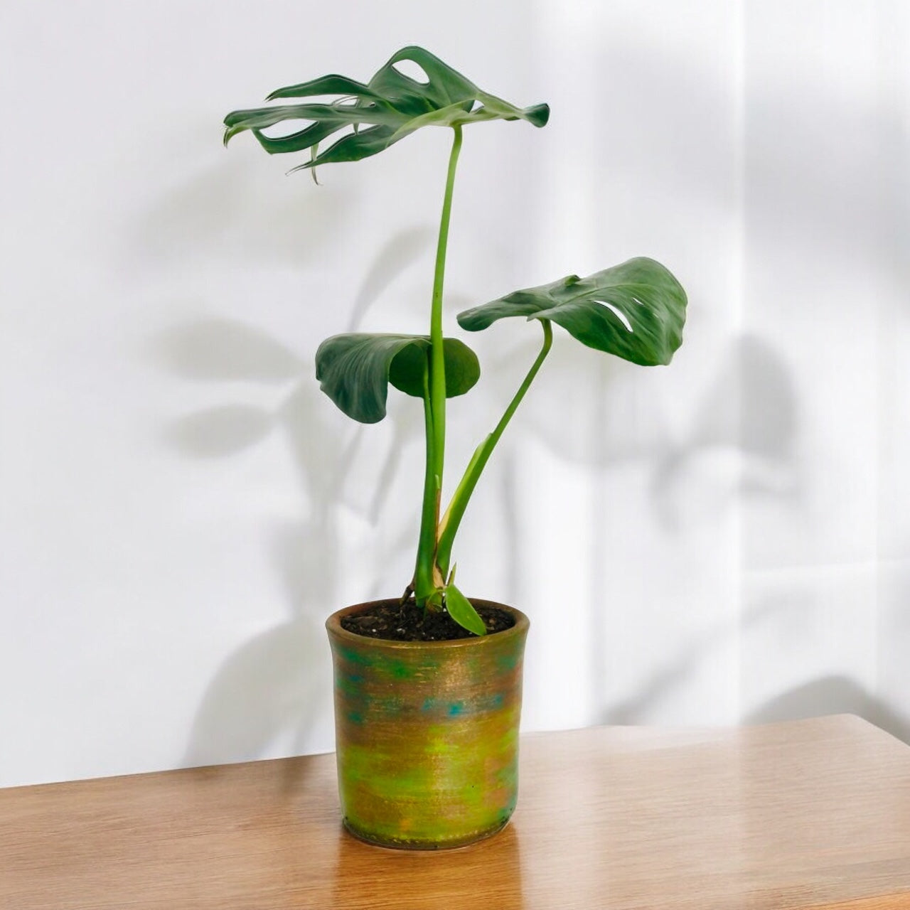 Mostera Deliciosa + Macetero Grada (Diseño 2)