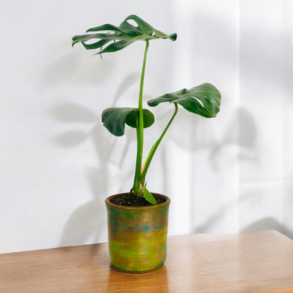 Mostera Deliciosa + Macetero Grada (Diseño 2)