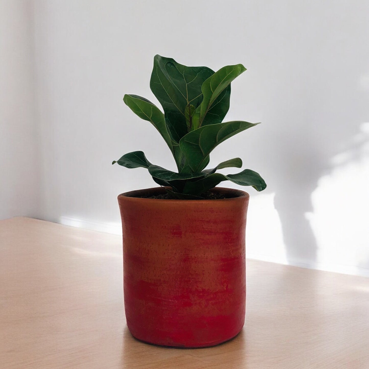 Ficus Lyrata + Macetero (Diseño 2)
