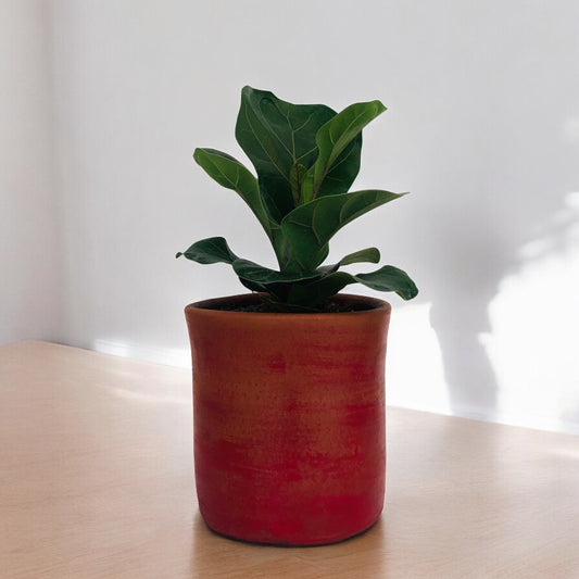 Ficus Lyrata + Macetero (Diseño 2)